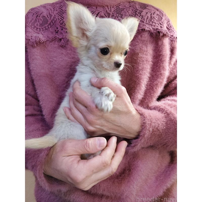 販売中の愛知県のチワワ(ロングコート)-440392の2枚目