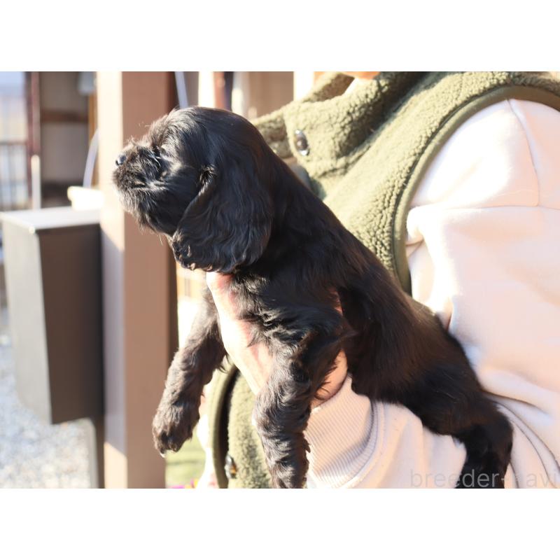 販売中の埼玉県のアメリカンコッカースパニエル-440391の6枚目