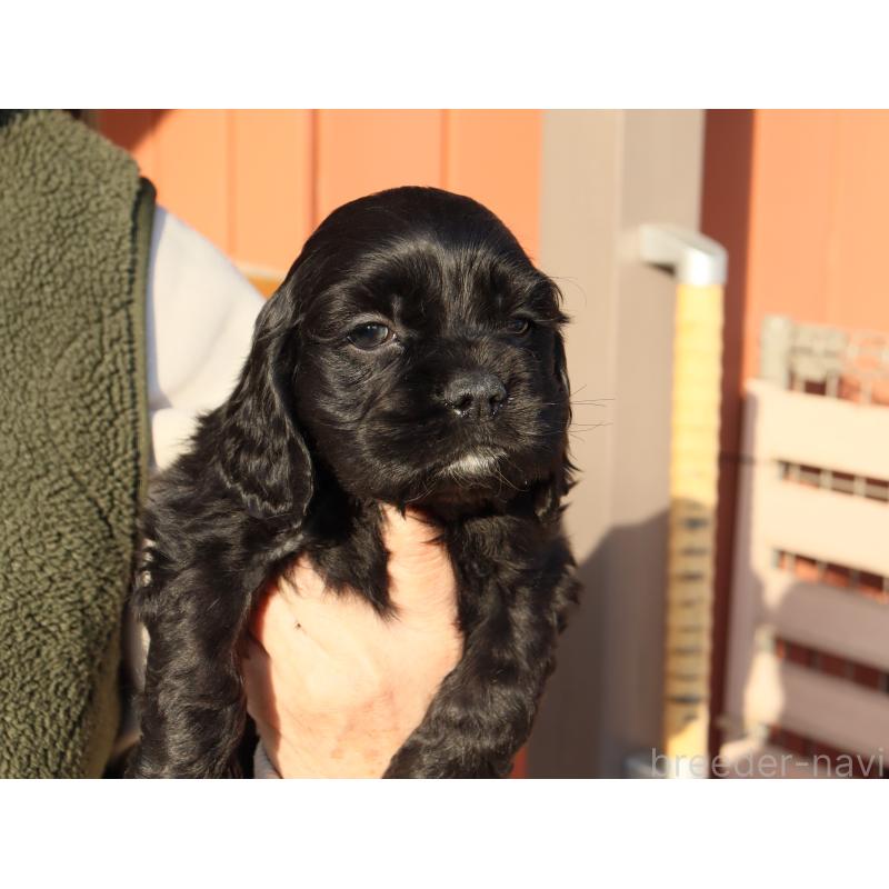 販売中の埼玉県のアメリカンコッカースパニエル-440391の5枚目