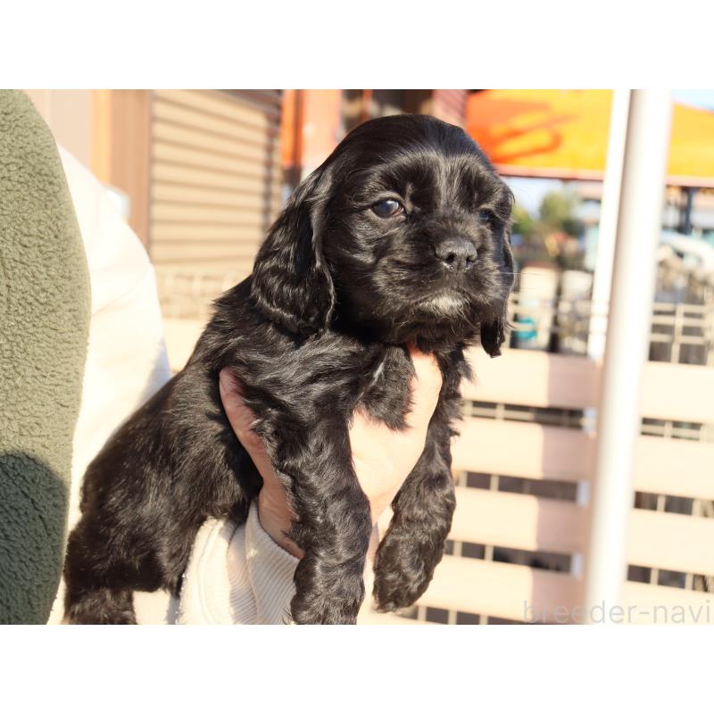 販売中の埼玉県のアメリカンコッカースパニエル-440391の3枚目