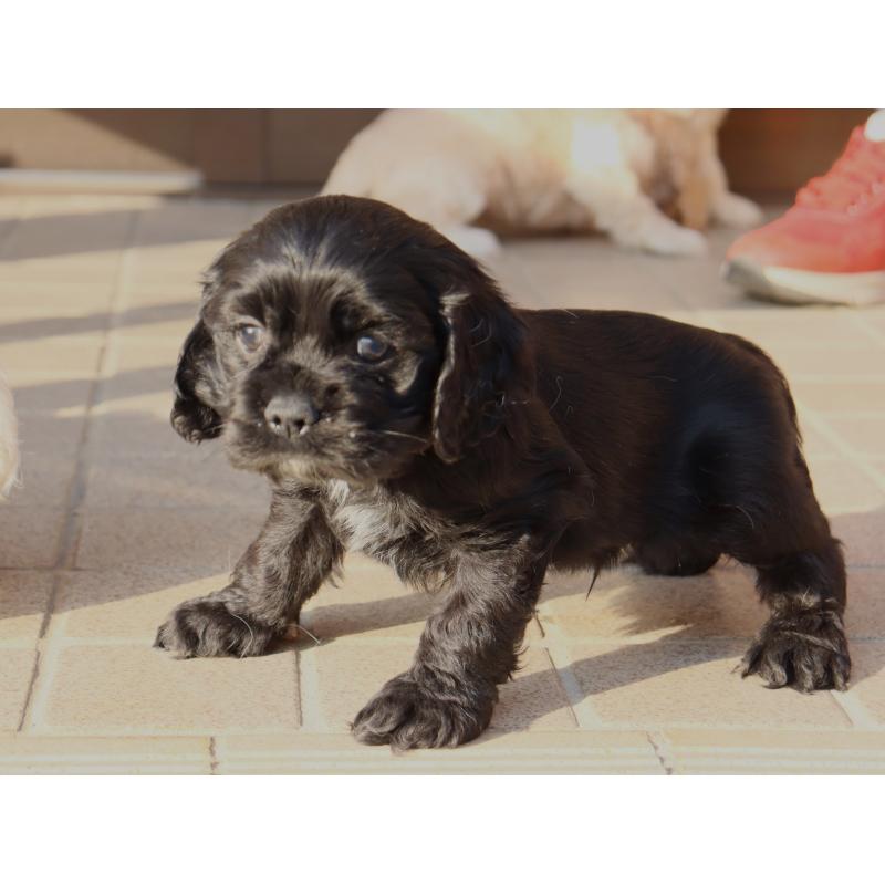 販売中の埼玉県のアメリカンコッカースパニエル-440391の2枚目