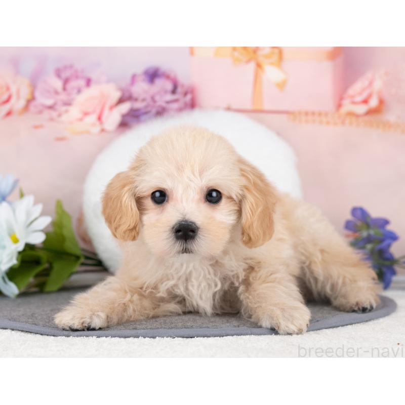 販売中の岐阜県のマルプー:マルチーズ×トイプードル-440516の5枚目