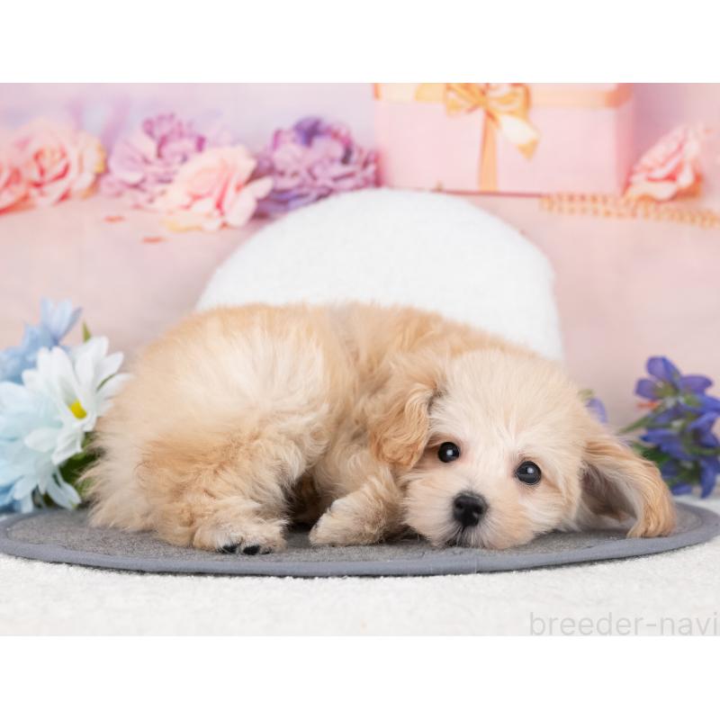 販売中の岐阜県のマルプー:マルチーズ×トイプードル-440516の3枚目