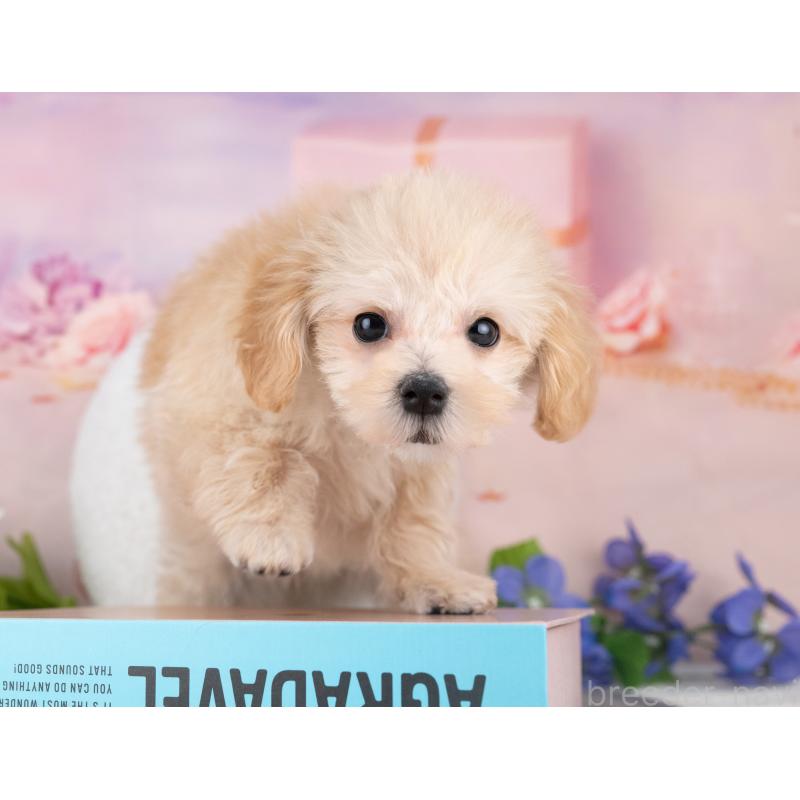 販売中の岐阜県のマルプー:マルチーズ×トイプードル-440516の2枚目