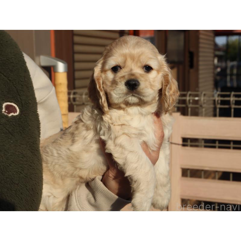 販売中の埼玉県のアメリカンコッカースパニエル-440394の8枚目