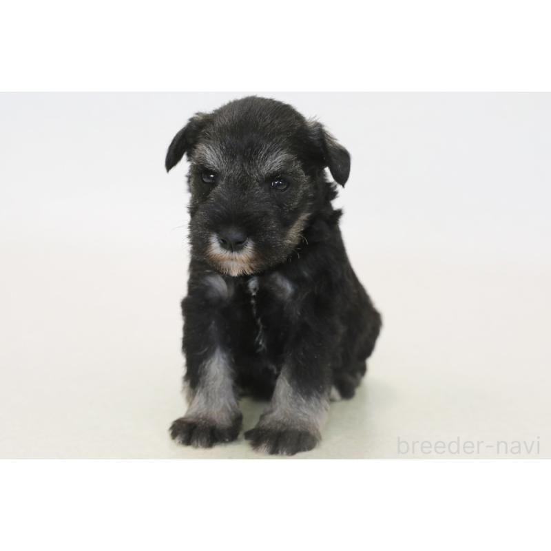 販売中の神奈川県のミニチュアシュナウザー-440388