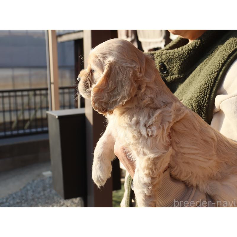 販売中の埼玉県のアメリカンコッカースパニエル-440394の7枚目