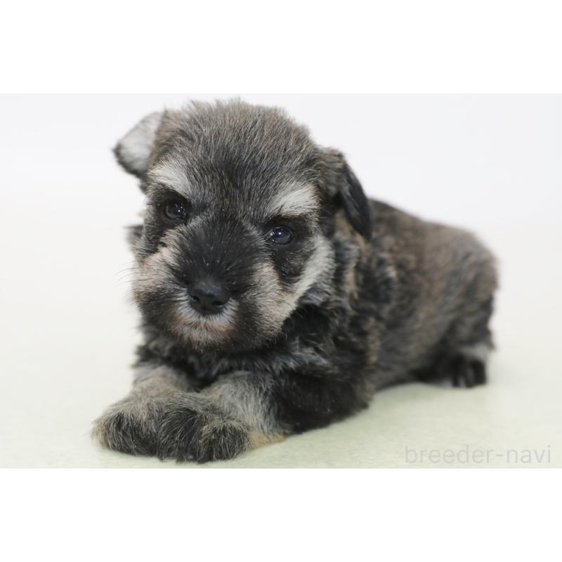 販売中の神奈川県のミニチュアシュナウザー-440309の1枚目