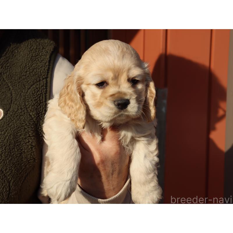 販売中の埼玉県のアメリカンコッカースパニエル-440394の6枚目