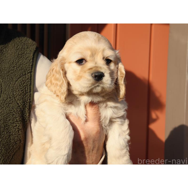 販売中の埼玉県のアメリカンコッカースパニエル-440394の5枚目