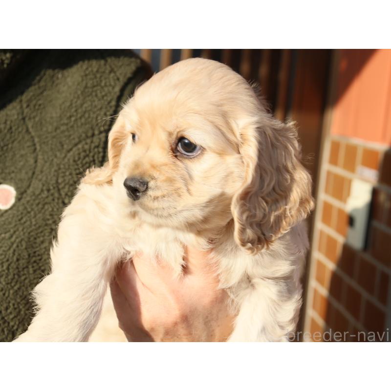 販売中の埼玉県のアメリカンコッカースパニエル-440394の3枚目