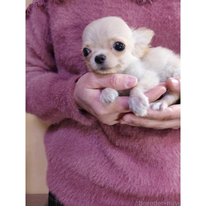 販売中の愛知県のチワワ(ロングコート)-440393の2枚目