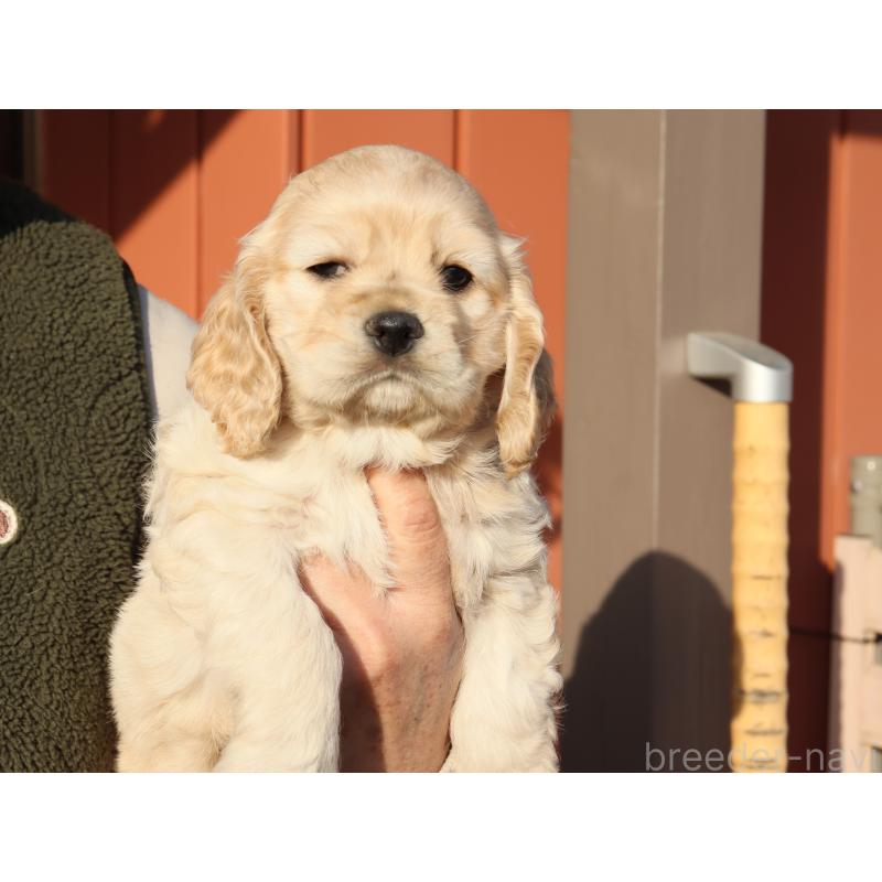 販売中の埼玉県のアメリカンコッカースパニエル-440394の2枚目