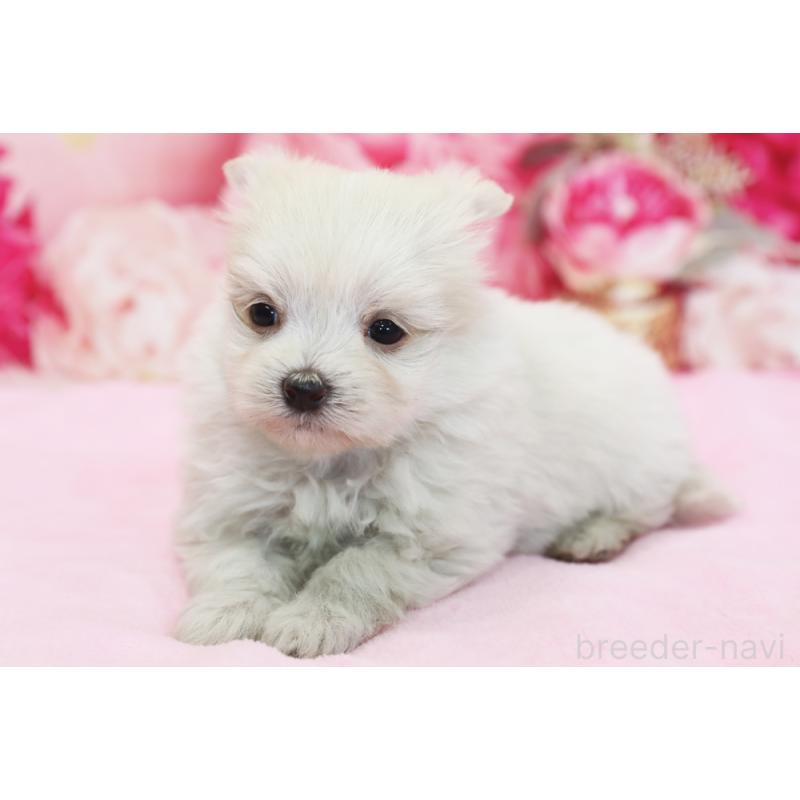 販売中の神奈川県のポメマル:ポメラニアン×マルチーズ-436543