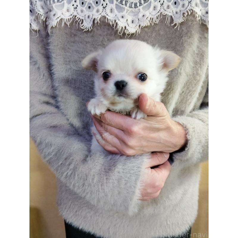 販売中の愛知県のチワワ(ロングコート)-440395の3枚目