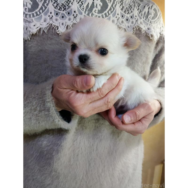 販売中の愛知県のチワワ(ロングコート)-440395の2枚目