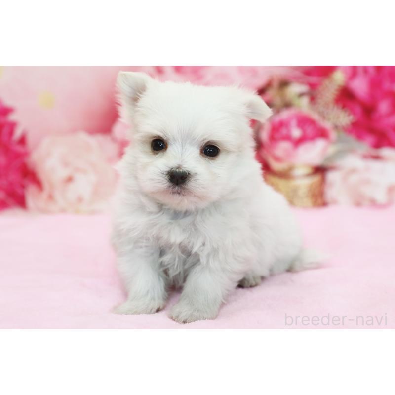 販売中の神奈川県のポメマル:ポメラニアン×マルチーズ-436544