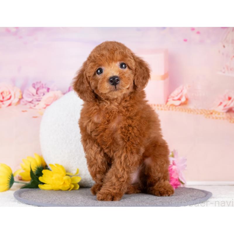 販売中の岐阜県のトイプードル-440519の5枚目