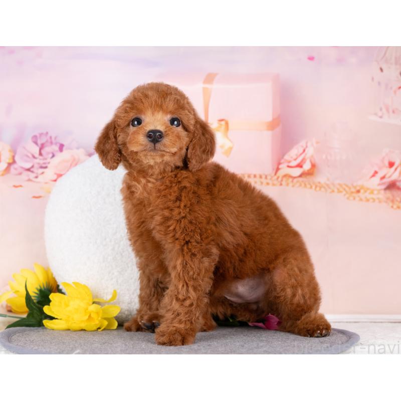 販売中の岐阜県のトイプードル-440519の4枚目