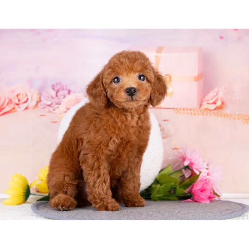 販売中の岐阜県のトイプードル-440519の3枚目