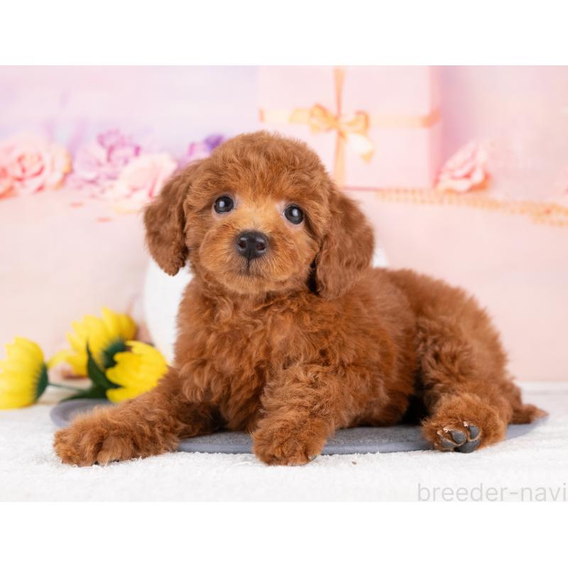 販売中の岐阜県のトイプードル-440519の2枚目