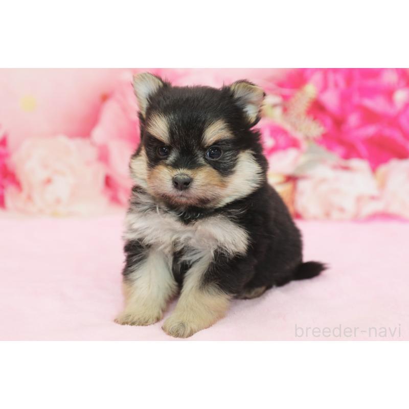 販売中の神奈川県のポメマル:ポメラニアン×マルチーズ-436545
