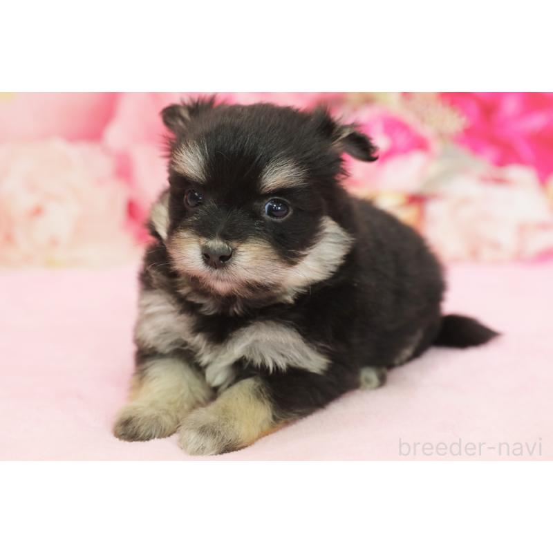 販売中の神奈川県のポメマル:ポメラニアン×マルチーズ-436549の1枚目