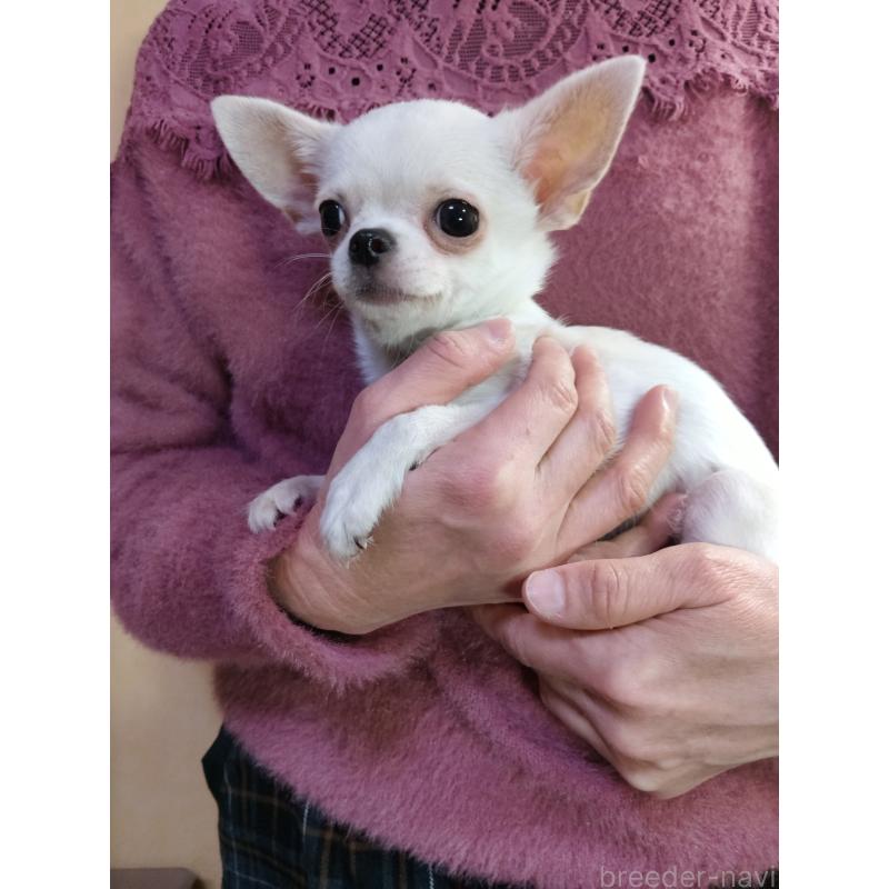 販売中の愛知県のチワワ(スムースコート)-416146の3枚目