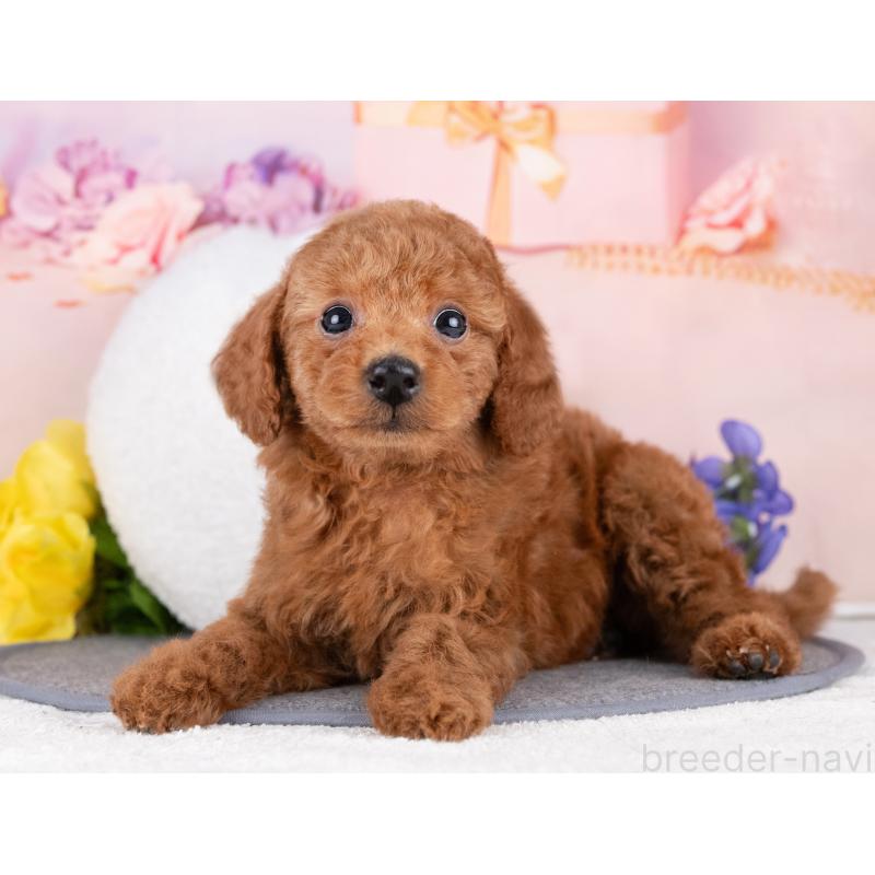 販売中の岐阜県のトイプードル-440520の5枚目