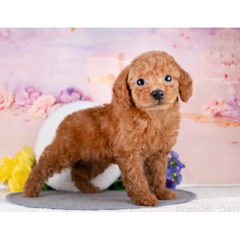 販売中の岐阜県のトイプードル-440520の4枚目