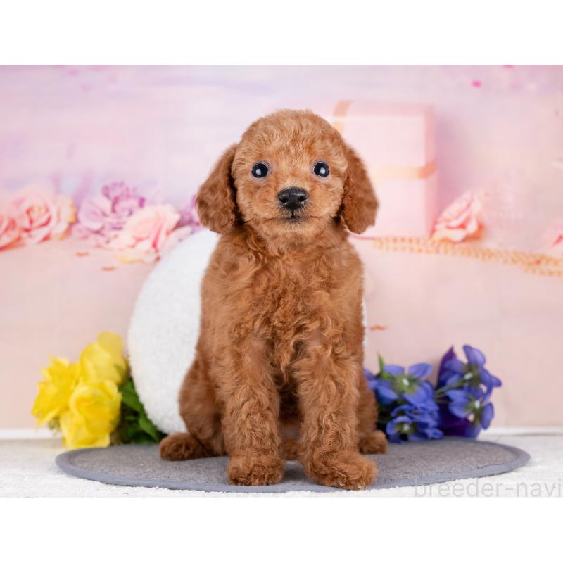 販売中の岐阜県のトイプードル-440520の3枚目