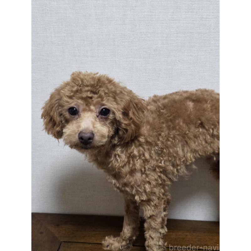 販売中の広島県のトイプードル-415633の1枚目