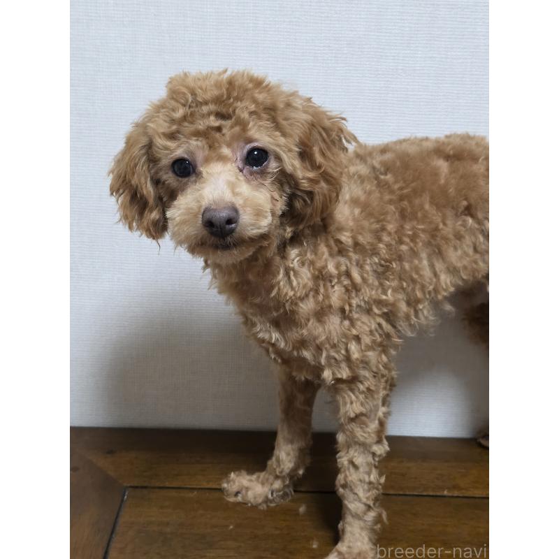 販売中の広島県のトイプードル-415633の4枚目