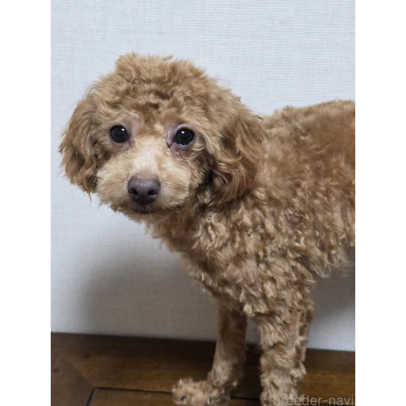販売中の広島県のトイプードル-415633の2枚目