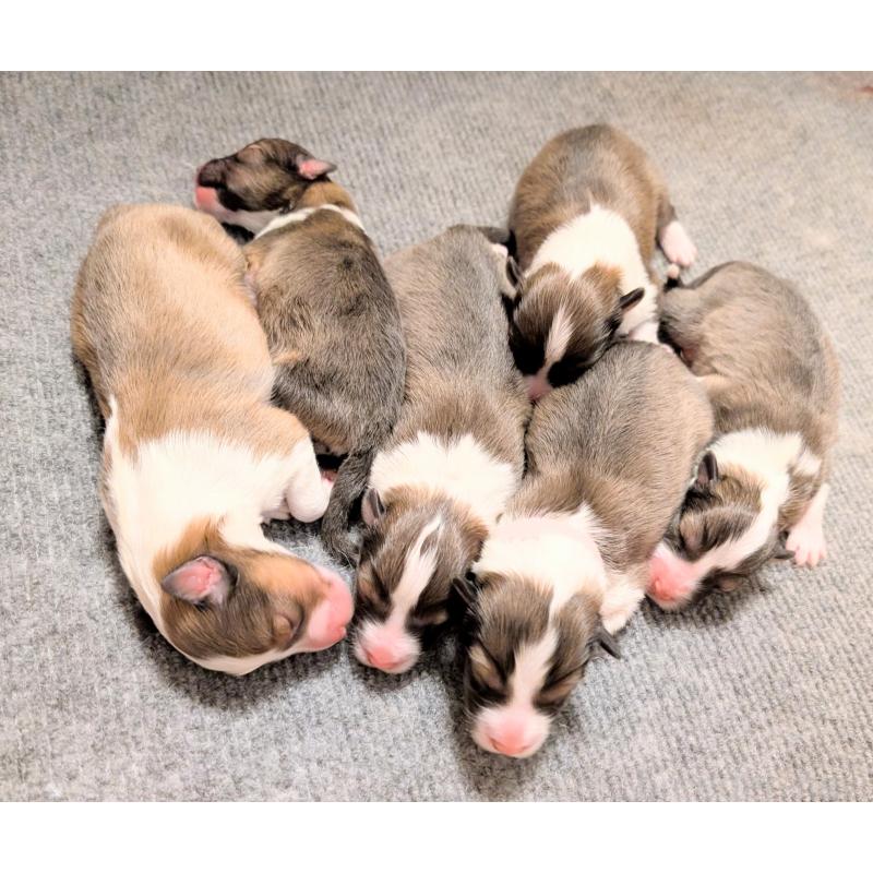 商談中の北海道のシェットランドシープドッグ(シェルティ)-438655