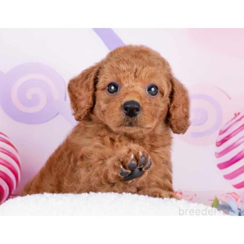 販売中の岐阜県のトイプードル-440521の5枚目