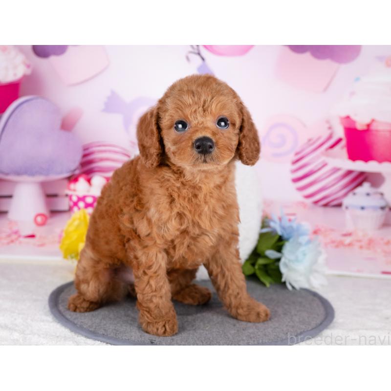 販売中の岐阜県のトイプードル-440521の4枚目