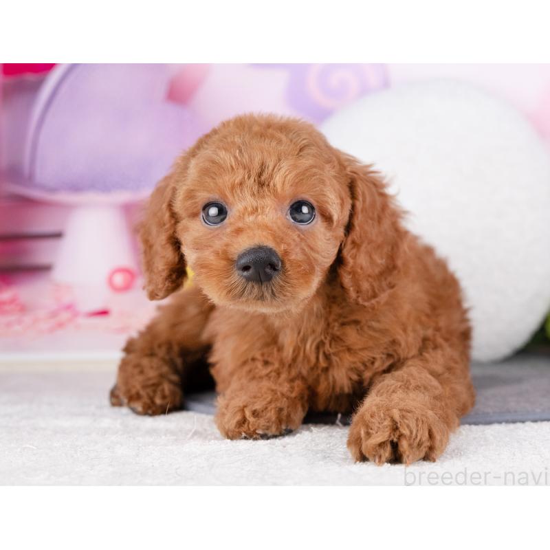 販売中の岐阜県のトイプードル-440521の3枚目