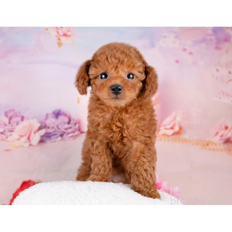 販売中の岐阜県のトイプードル-440522の4枚目