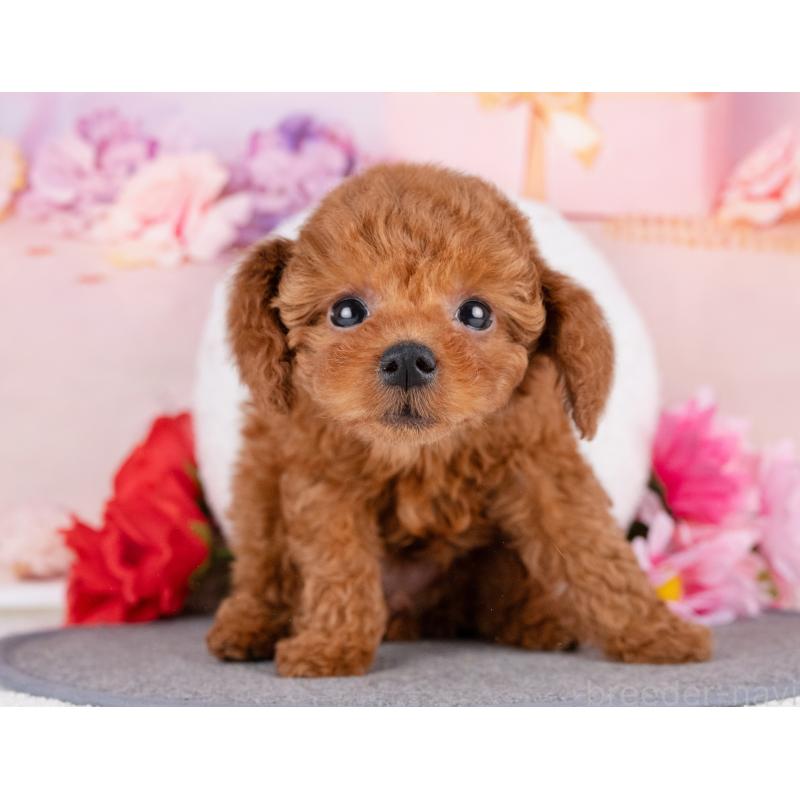 販売中の岐阜県のトイプードル-440522の2枚目