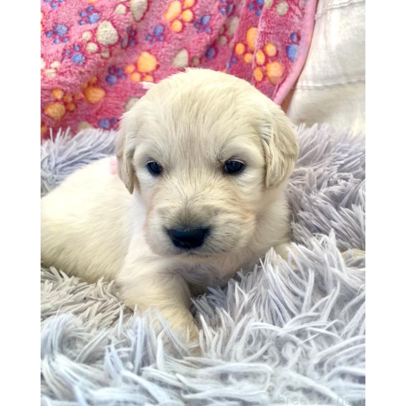 販売中の東京都のゴールデンレトリーバー-440396