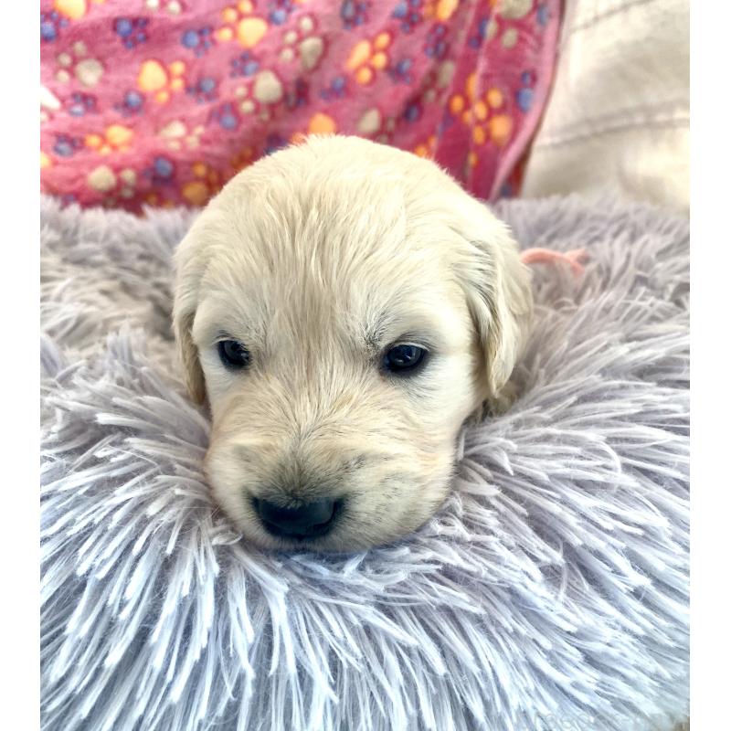 販売中の東京都のゴールデンレトリーバー-440396の9枚目