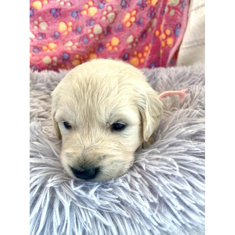 販売中の東京都のゴールデンレトリーバー-440396の8枚目