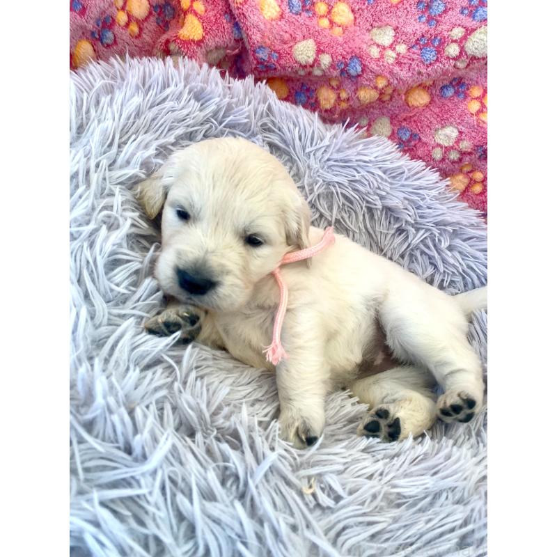 販売中の東京都のゴールデンレトリーバー-440396の6枚目