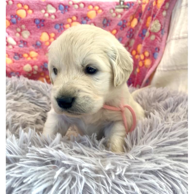 販売中の東京都のゴールデンレトリーバー-440396の5枚目