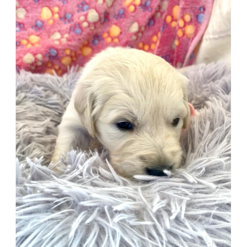 販売中の東京都のゴールデンレトリーバー-440396の4枚目