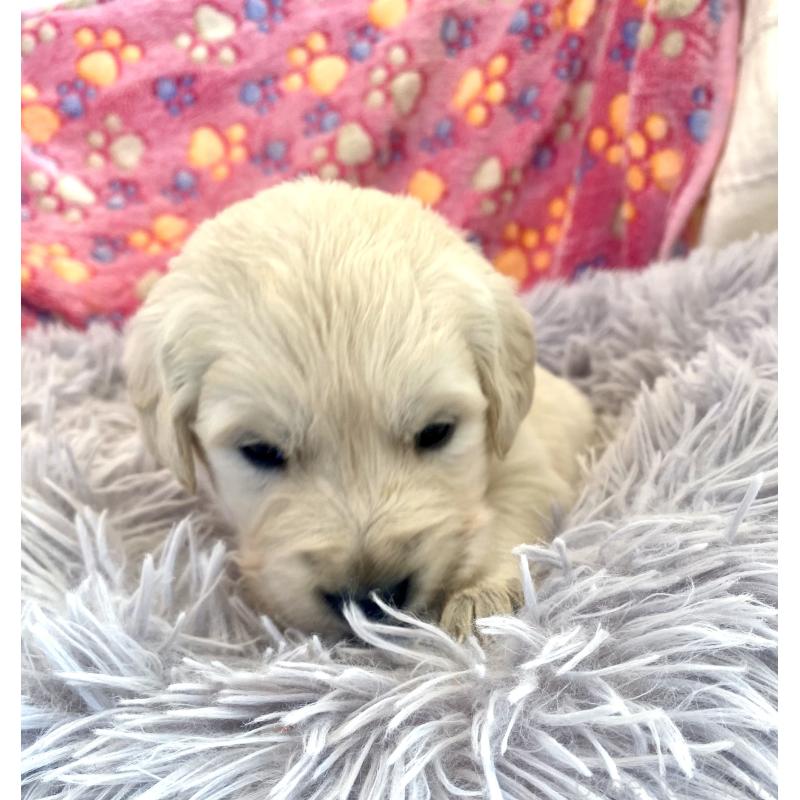 販売中の東京都のゴールデンレトリーバー-440396の3枚目