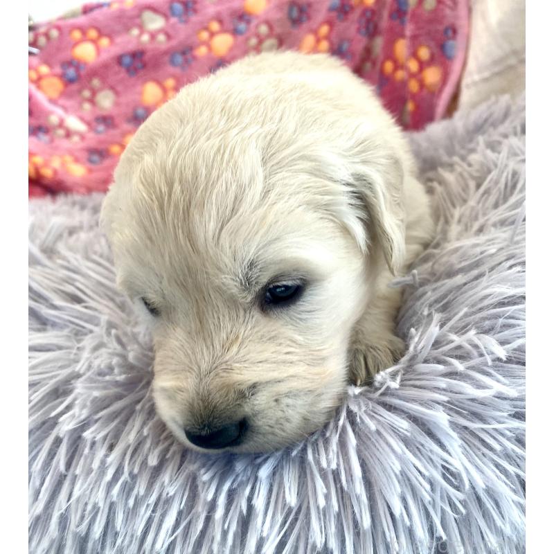 販売中の東京都のゴールデンレトリーバー-440396の2枚目