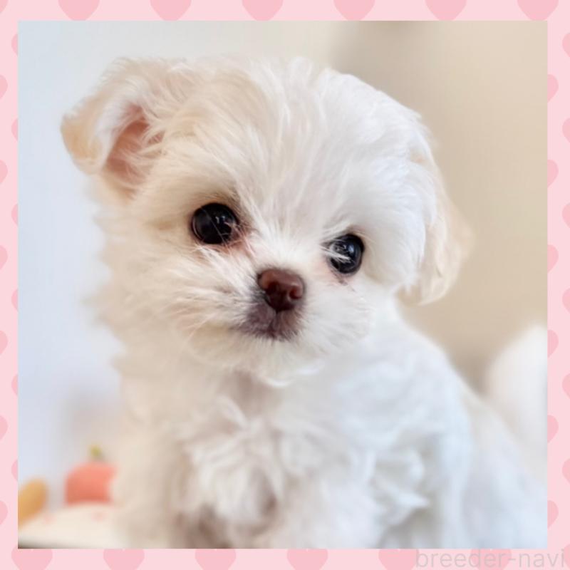 販売中の群馬県のチワマル:チワワ×マルチーズ-439608