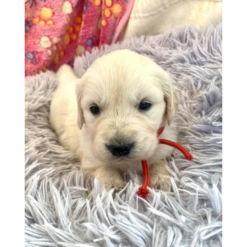 販売中の東京都のゴールデンレトリーバー-440397